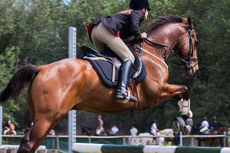 Best Show Jumping Crop For Horses